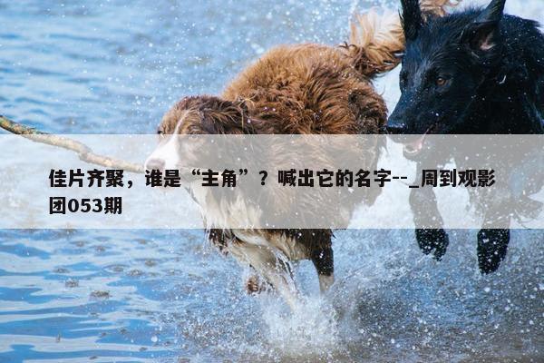 佳片齐聚，谁是“主角”？喊出它的名字--_周到观影团053期