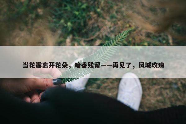 当花瓣离开花朵，暗香残留——再见了，风城玫瑰